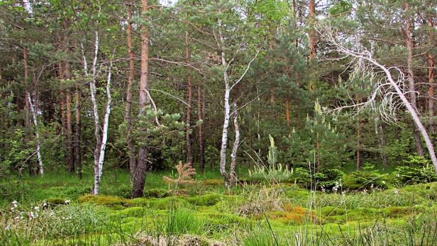 Eine Aufnahme vom Schremser Moor mit viel Grün und Bäumen.