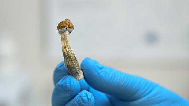 Labormitarbeiten hält psychedelischen Pilz.