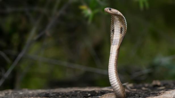 Riesenschlange in Naturpool in Indien gesichtet.
