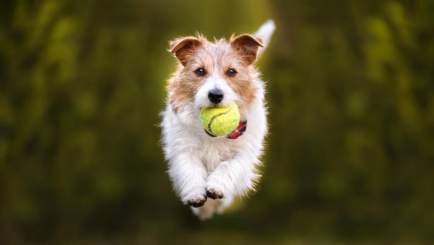 Ein Terrier jagd mit einem Tennisball im Maul über den Spielplatz.