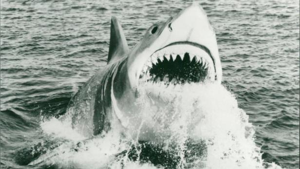 Der weiße Hai Die Abrechnung Der Weiße Hai in dem Horrorfilm Der weiße Hai Die Abrechnung (Originaltitel: Jaws: The Reve Der weiße Hai Die Abrechnung Der Weiße Hai in dem Horrorfilm Der weiße Hai Die Abrechnung (Originaltitel: Jaws: The Reve