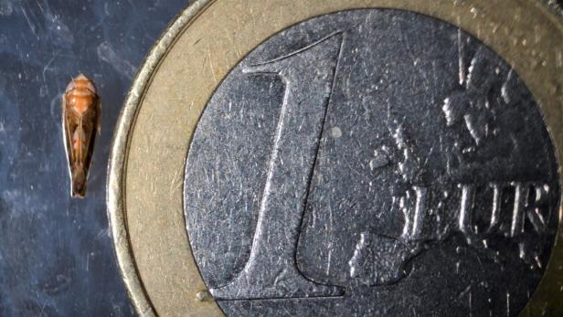 Eine kleine braun-orangefarbene Insektenlarve liegt neben einer Ein-Euro-Münze auf dunklem Untergrund.