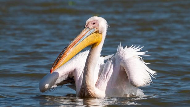 Pelikan im Wasser