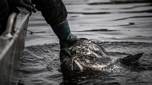 FRANCE-ENVIRONMENT-FISHING Welse können extrem groß werden.