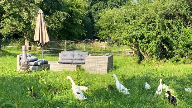 Gänse in einem Garten