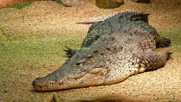 Alligator