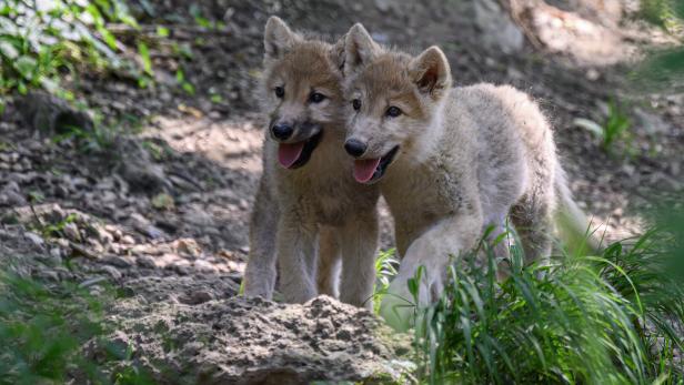 Zwei junge Polarwölfe in Zoo
