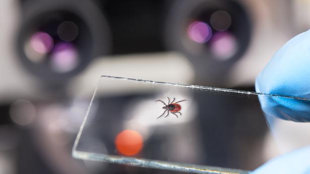 Parasitic castor bean tick on glass slide in hand of laboratory technician. Ixodes ricinus Parasitische Auwaldzecke auf einem Objektträger in der Hand eines Labortechnikers.