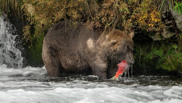 FILE PHOTO: Brown bear 480 "Otis" stands in a river hunting for salmon in Alaska FILE PHOTO: Brown bear 480 "Otis" stands in a river hunting for salmon in Alaska