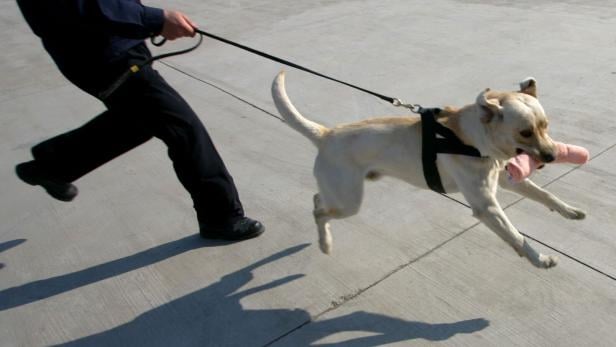 Hund zieht an der Leine.