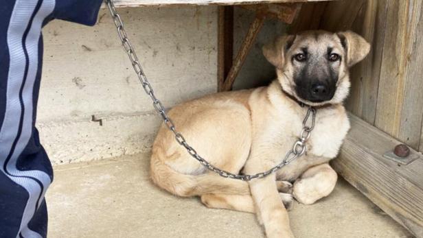 ++ HANDOUT ++ NIEDERÖSTERREICH: UNTERKÜHLTER HUNDEWELPE IM BEZIRK AMSTETTEN GERETTET