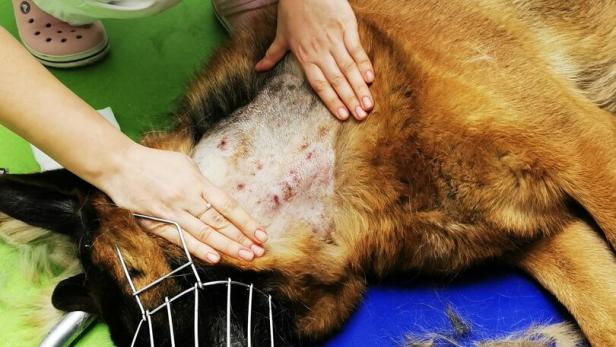 ++ HANDOUT ++ STEIERMARK: TIERRETTUNG DECKTE FALL VON MÖGLICHER TIERQUÄLEREI AUF ++ HANDOUT ++ STEIERMARK: TIERRETTUNG DECKTE FALL VON MÖGLICHER TIERQUÄLEREI AUF