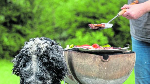 Ein grauer Hund mit lockigem Fell sitzt wartend vor einem Giller.
