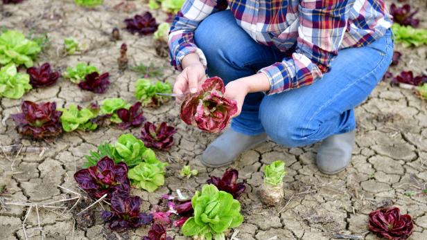 Red and Green Radicchio Harvesting in Europe