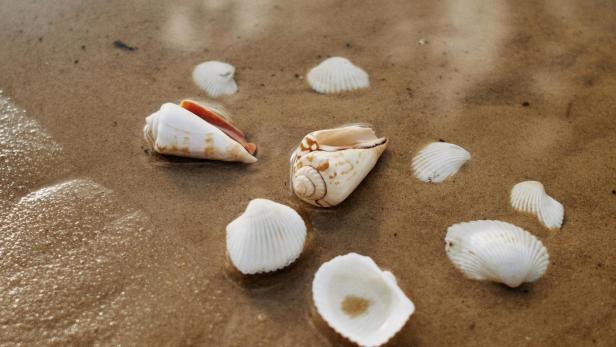 Muscheln liegen am Strand