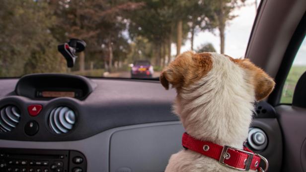 Hund erleidet Hitzetod im Auto: Influencer stellt Szene nach. Hund erleidet Hitzetod im Auto: Influencer stellt Szene nach.