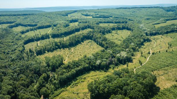 Drohnenaufnahme Wald Rumänien