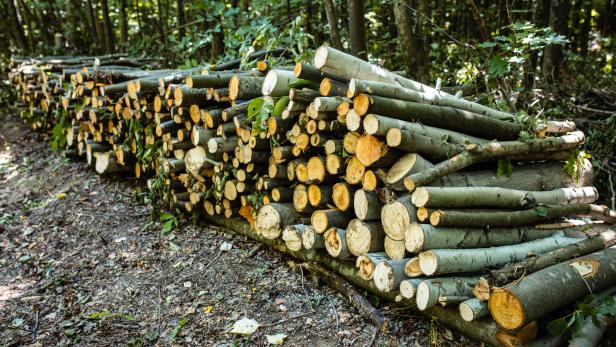 Holz gestapelt in rumänischem Wald Holz gestapelt in rumänischem Wald