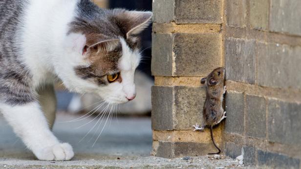 In Österreich hat jeder Zweite Toxoplasmen.