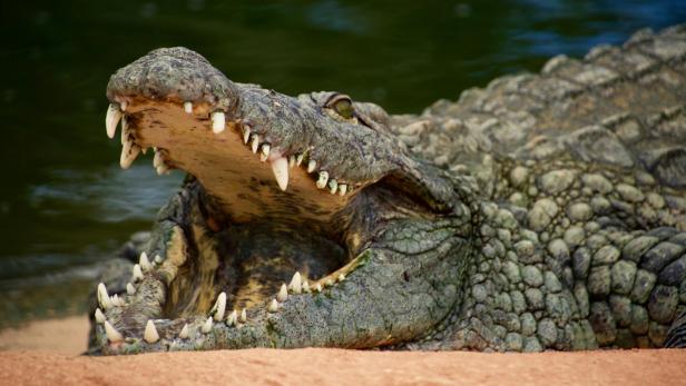 Krokodil greift 80-Jährigen vor seinem Haus an. Krokodil greift 80-Jährigen vor seinem Haus an.