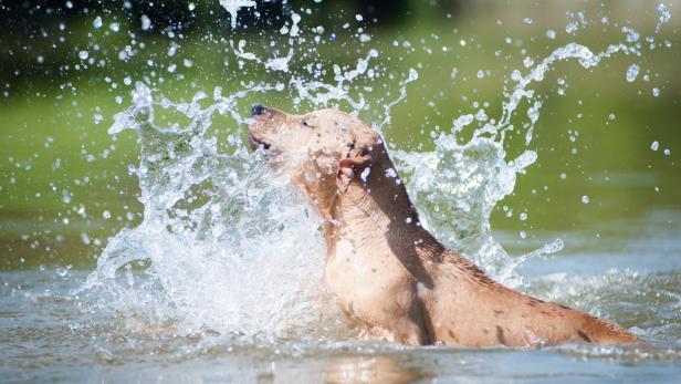Beige pitbull terrier running out from water Beige pitbull terrier running out from water