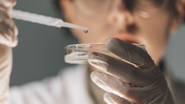 Scientist Adding Something into a Petri Dish in a Laboratory, Women in Science Concept Wissenschafterin gibt etwas in eine Petrischale in einem Labor.