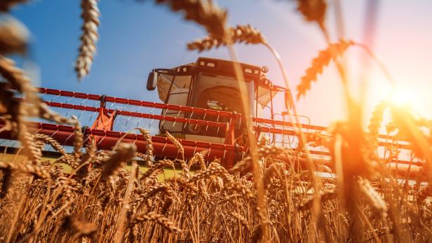Combine harvester in action on wheat field. Process of gathering a ripe crop.