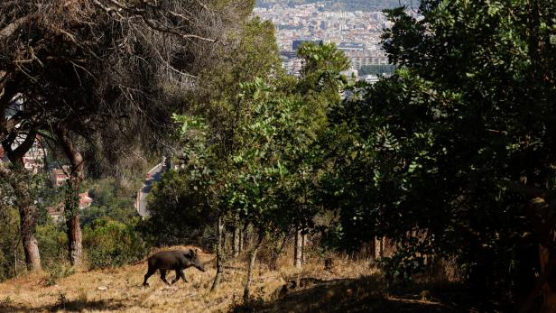 A wild boar runs in the urban edge with Collserola Natural Park in Barcelona