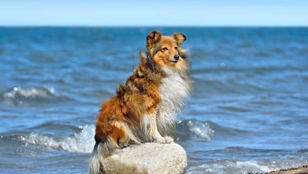 Ein Hund sitzt auf einem Felsen am Meeresstrand.