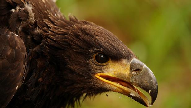 Seeadler