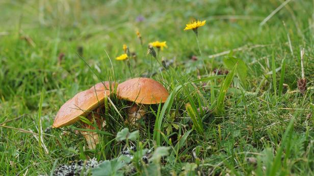Gold-Röhrling, Suillus grevillei