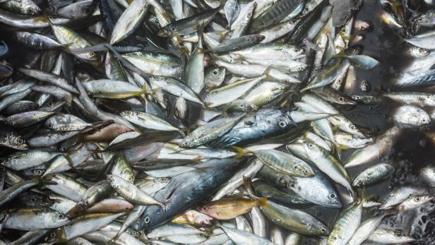Tote Fische wegen Hitze
