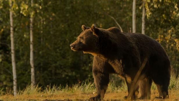 FILES-ROMANIA-ANIMAL-HUNTING-BEARS