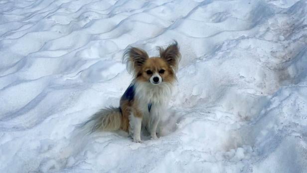 SWITZERLAND-MOUNTAINS-ANIMAL-ACCIDENT