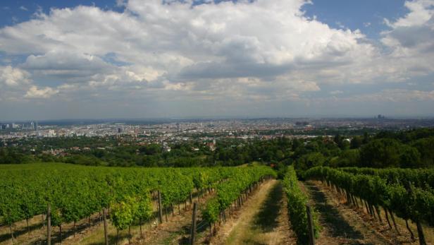 Flaschenpost: Wein in der City – Wiens Reben erobern die Welt