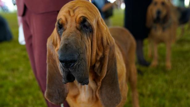 US-ANIMAL-WESTMINSTER-SHOW