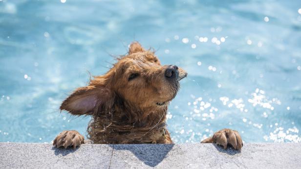 Ein Hund genießt das Bad im Pool.