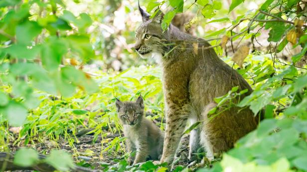 Baby-Luchs mit Muttertier im Tiergarten Schönbrunn