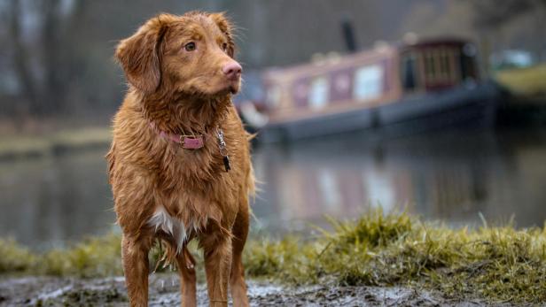 Brauner Hund steht im Regen