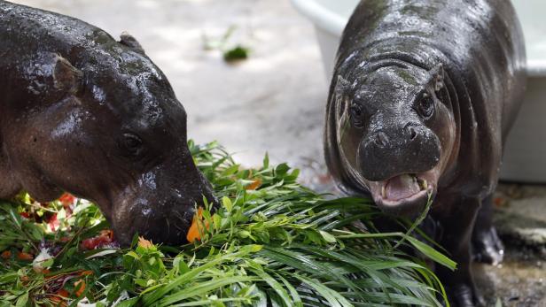 Das berühmte Zwergflusspferd Moo Deng feiert seinen ersten Geburtstag.