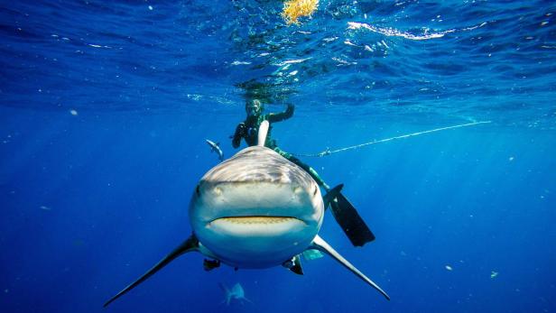 US-ANIMAL-SHARK