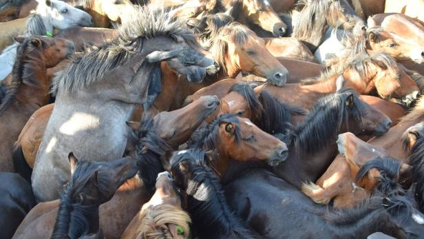 Galizische Wildpferde vor der Schur