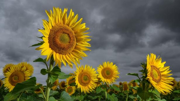 Sonnenblumen vor dunklen Regenwolken - Wetter Sonnenblumen vor dunklen Regenwolken - Wetter
