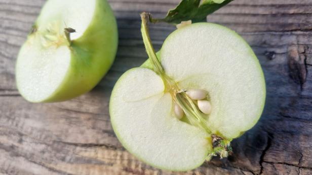 Apfeltherapie lindert Kreuzallergie bei Birkenpollen-Allergikern Zwei Hälften eines Granny-Smiths Apfels auf Holz