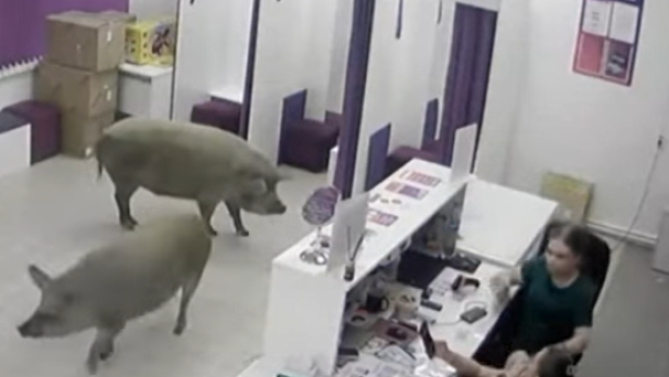 Zwei Wildschweine in einer Schönheitsklinik