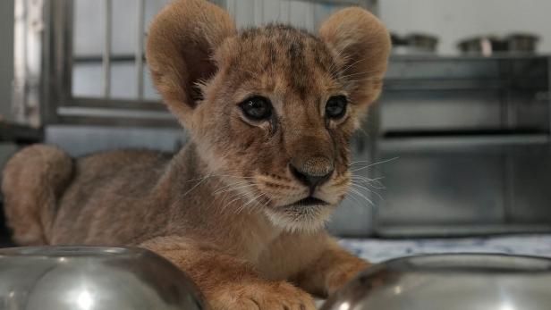 A baby lion is pictured as it is sheltered by rescue charity 'Animals Lebanon' after being confiscated by Lebanese security, in Beirut Im Kölner Zoo mussten zwei Löwenbabys kurz nach ihrer Geburt eingeschläfert werden. Die Löwenmutter hat die beiden nicht angenommen.