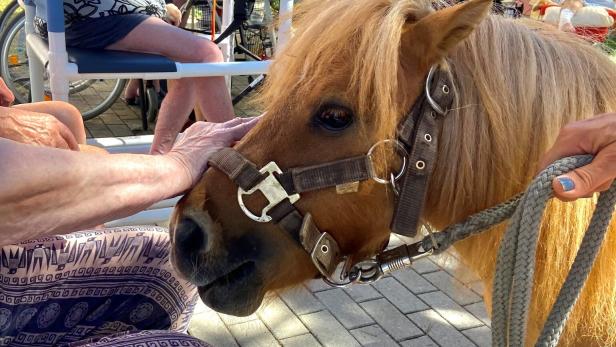 Pony Elli wird gestreichelt.