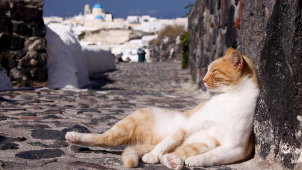 Eine rot-weiße Katze sonnt sich in einer griechischen Gasse.