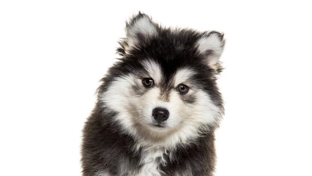 Ein junger Pomsky, eine Mischung aus Zwergspitz und Husky, blickt treuherzig in die Kamera.