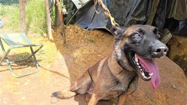 Sansón wurde im Dienste des kolumbianischen Militär zum Bombenspürhund trainiert. Nun muss er nach einer Verletzung in den Ruhestand. Bombenspürhund